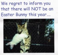 no bunny this year.jpg