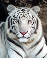 white%20tiger.JPG