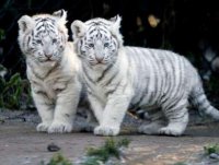 2003_1208_white_tiger_cubs1.jpg