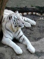 white-tiger.jpg