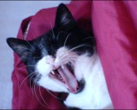 yawn.JPG