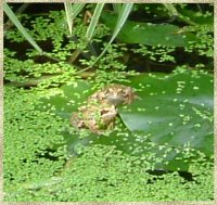 Mum's Pond frogs.jpg