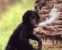 macaco fumando.jpg