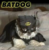 BatDog.jpg
