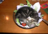 Cat_salad.jpg
