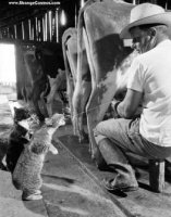 Farm_Cats.jpg