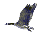 Bird-01.gif