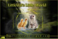 little cats.jpg