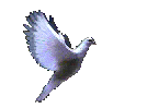 dove.gif