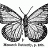 OBs butterfly
