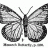 OBs butterfly