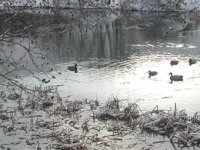 pond with ducks.jpg