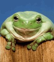 smilie frog.gif