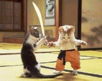 karate cats.jpg