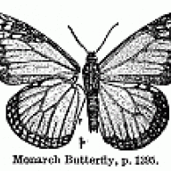 OBs butterfly